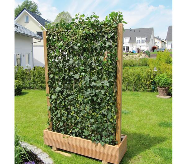 Hecke am laufenden Meter® 'Woerneri' - Efeu,
