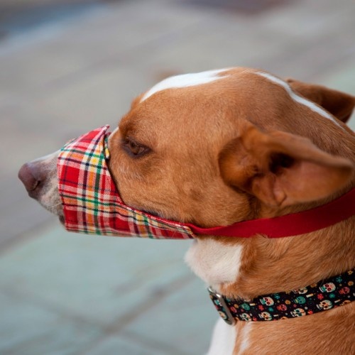 Focinheira para cães Pamppy Red Tartan, multicolorida