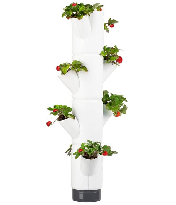 Gusta Garden Erdbeerbaum Sissi Strawberry,