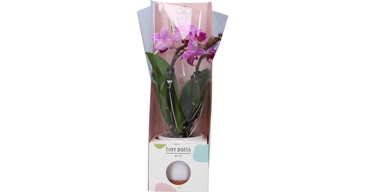 Orchidee Mini Keramik