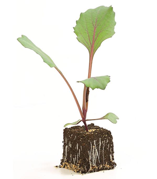 Rotkohl, 6er Schale