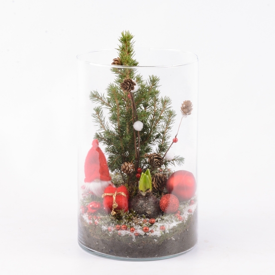 Jacinthe et Picéa en pot décoration de noël D19