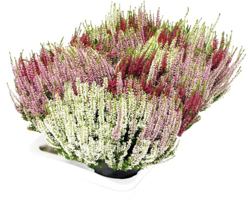 Driekleurige heide (Calluna vulgaris 'Beauty Ladies' Trio, pot Ø 17 cm, diverse soorten en kleuren)