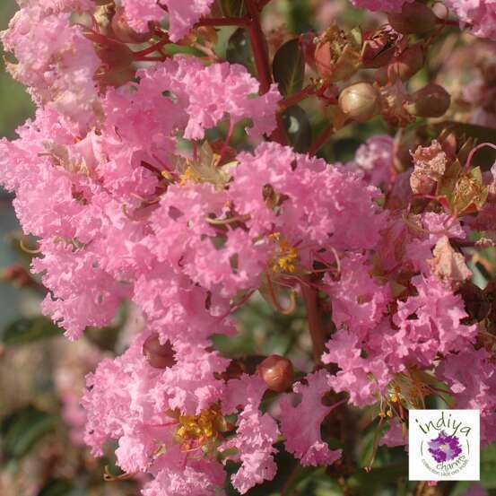 Lilas des Indes pot 12L - Coloris variables