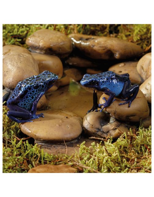 Exo Terra Frog Kiezelsteen Waterschaal - Drinkbak - 5.5x14.5x13 cm 75 ml Small