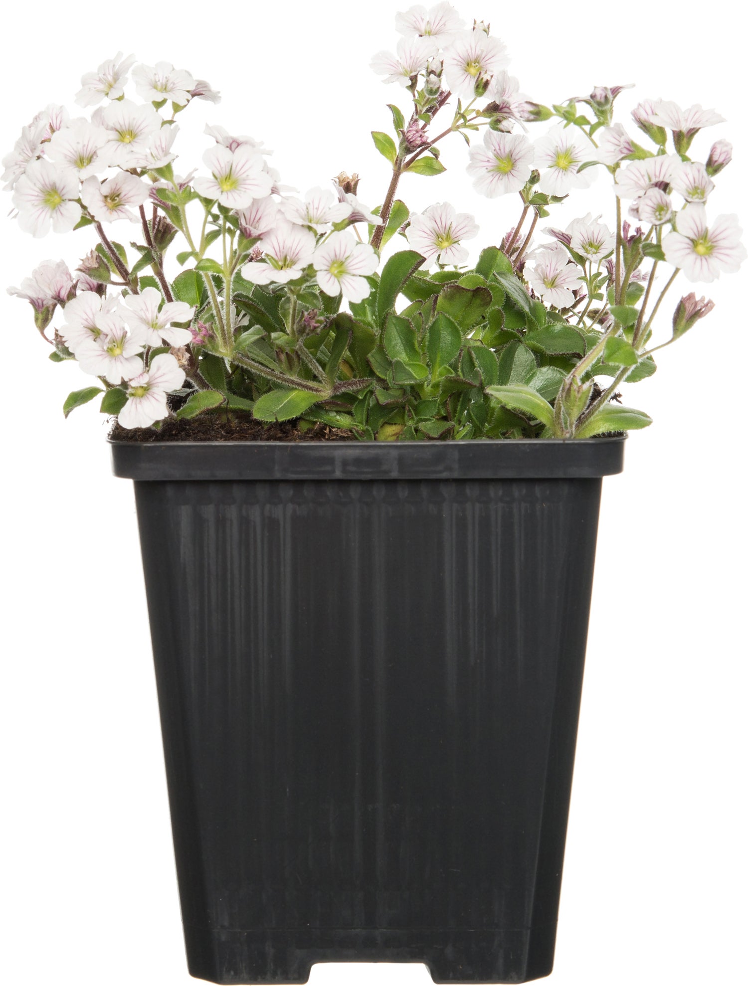 Gipskruid (Gypsophila cerastioides) D 9 H 10 cm