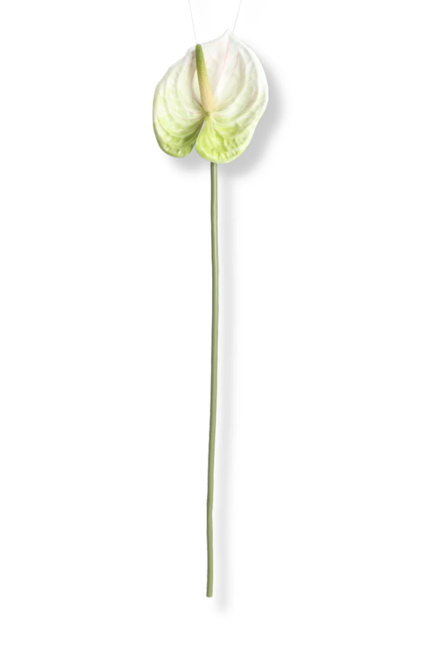 Botané  Anthurium blomst - hvid