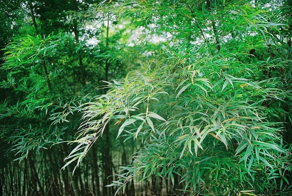 Jardin dans le sac - bambou moso - 20 graines - phyllostachys pubescens