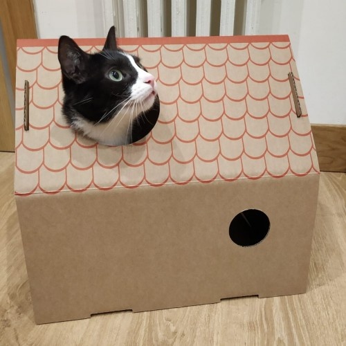 Casinha de papelão marrom para gatos da Frankie