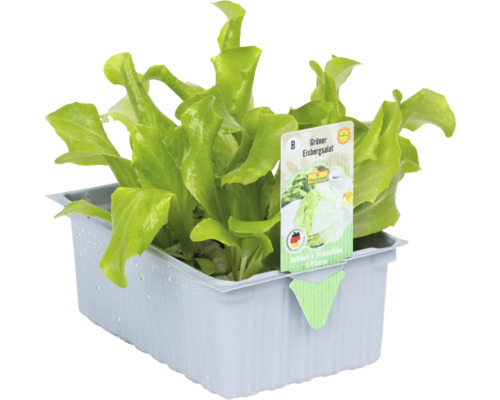 IJsla 'Lernias' FloraSelf Lactuca sativa 6-pack