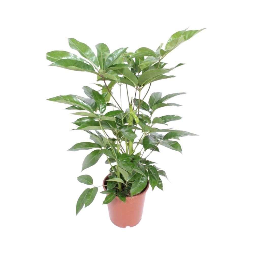 Plante d'intérieur - schefflera actinophylla 'amate' 100.0cm