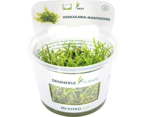Kerstboommos - Vesicularia montagnei, Kerstmos In-Vitro