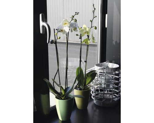 Vlinderorchidee FloraSelf Phalaenopsis multiflora H 55-70 cm Ø 12 cm pot 2 bloemaren diverse kleuren
