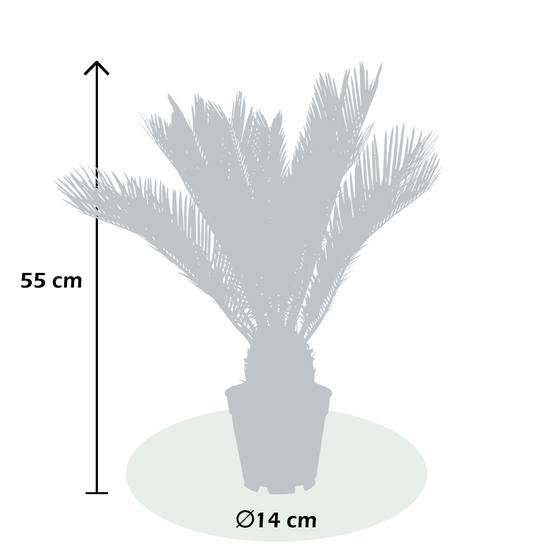 Palmier, Cycas Revoluta - pot D14cm