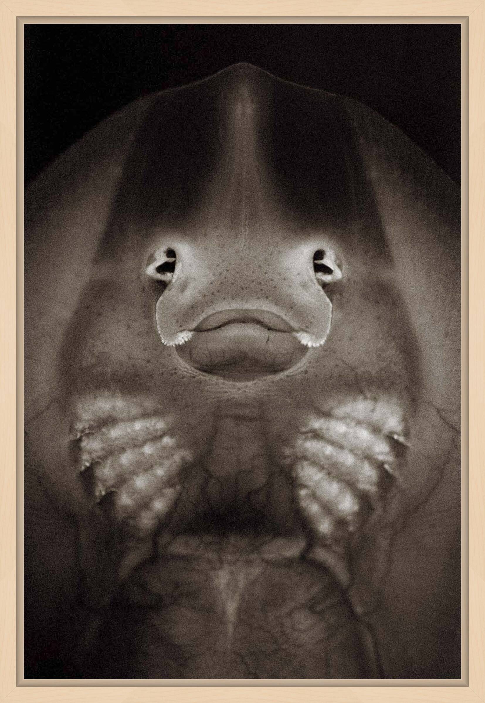 Longnose skate by Henry Horenstein - Open Edition.