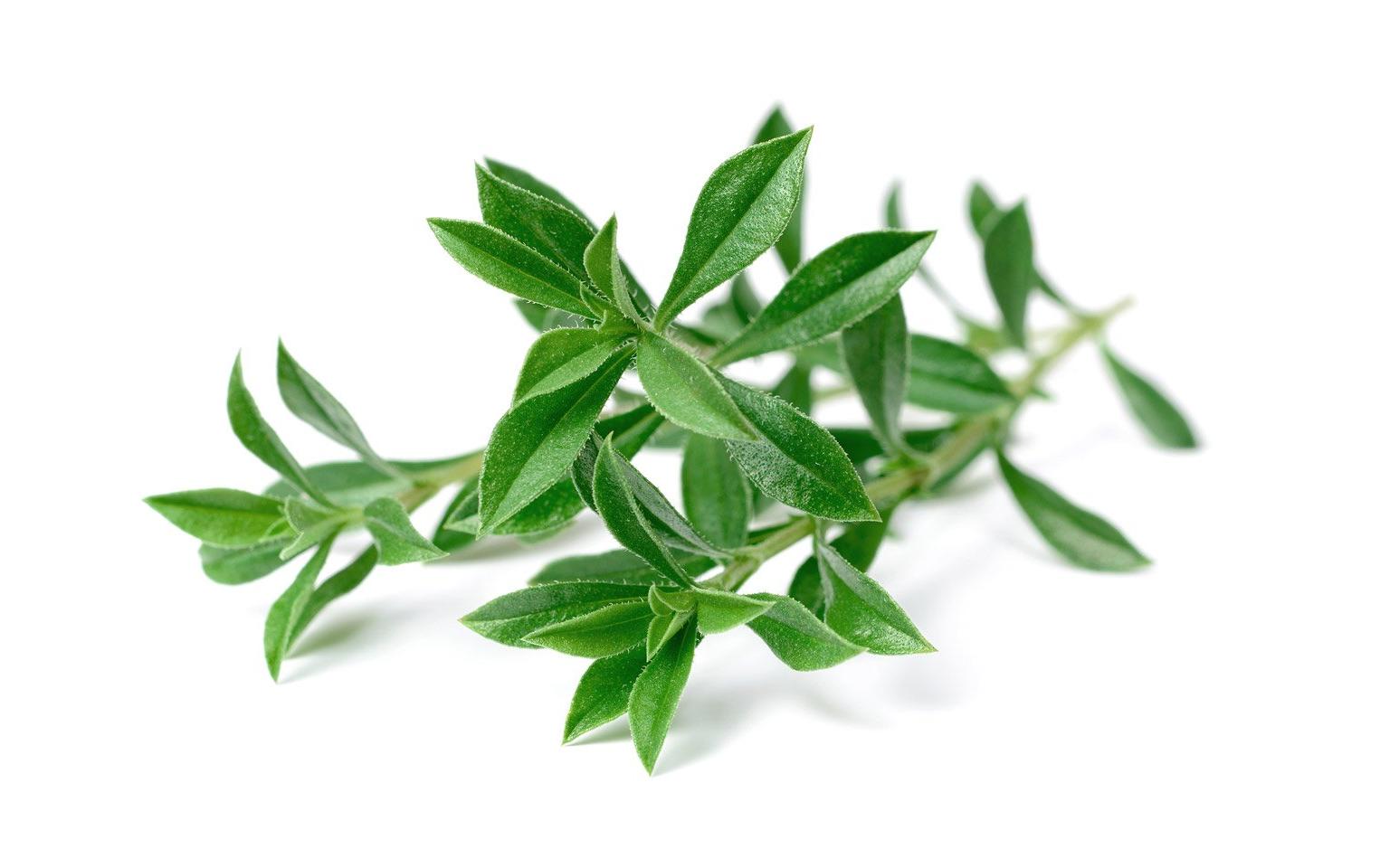 Samen Bergbohnenkraut, 3er-PackNachfüllpackung zum Smart Herb Garden