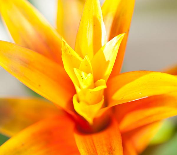 Vriesea - Bromelia cultivars, verschiedene