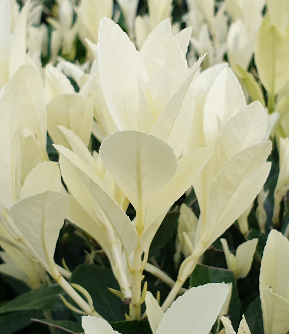 Euonymus 'Himalaya'