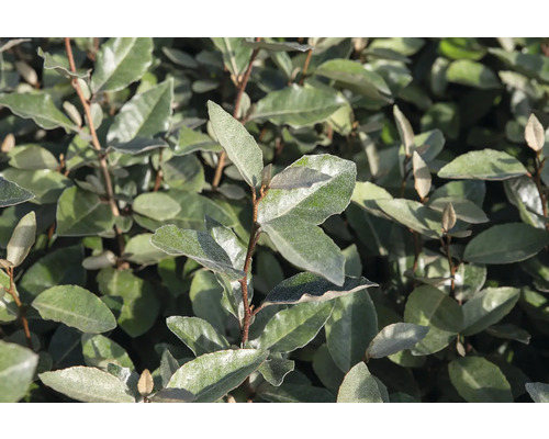 Wintergreen Oleagnus 'Compacta' FloraSelf Elaeagnus ebbingei 'Compacta' H 60-80 cm Co 9 L 35 Years FloraSelf Anniversary Edition