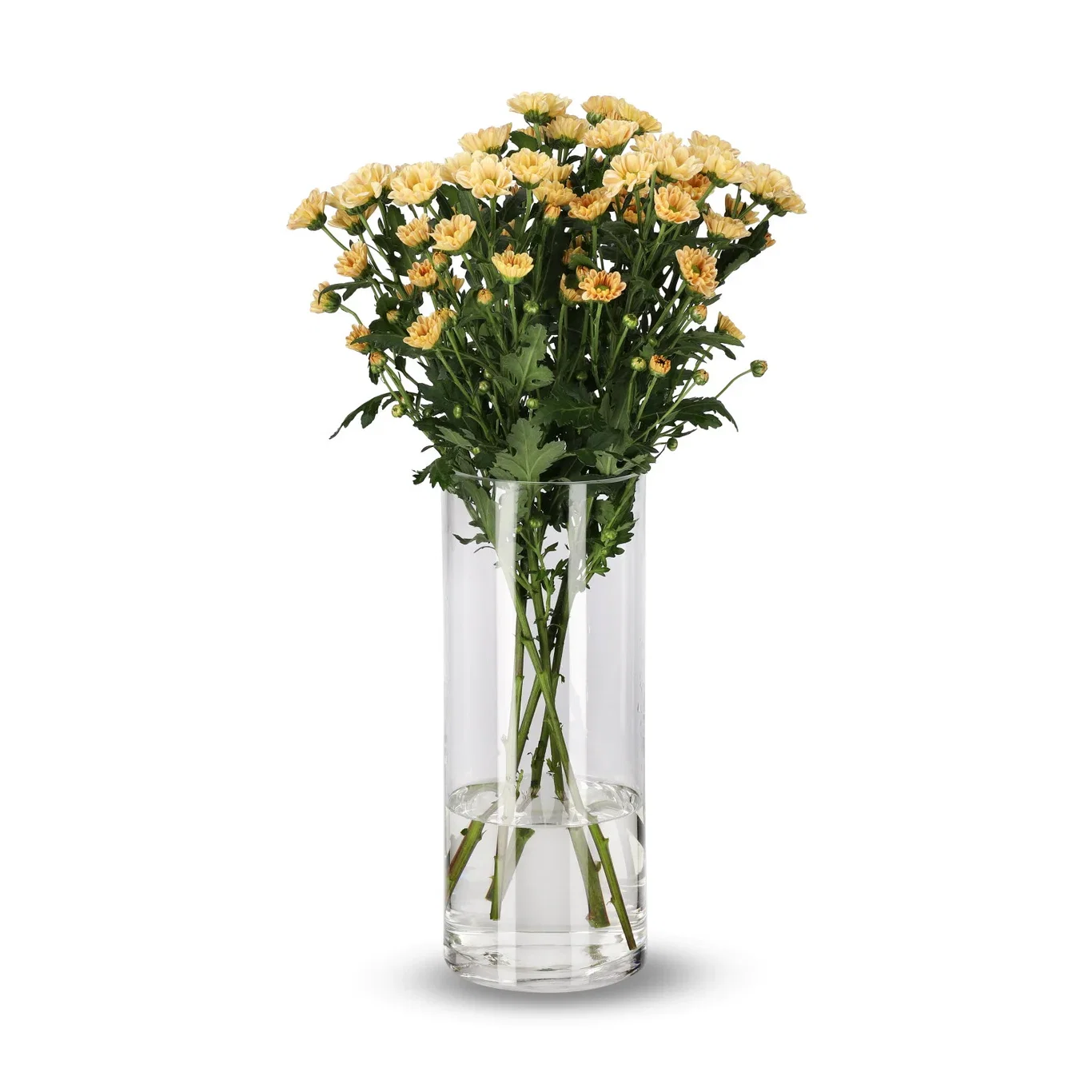 Krysantemum 4pk Høyde 50 cm
