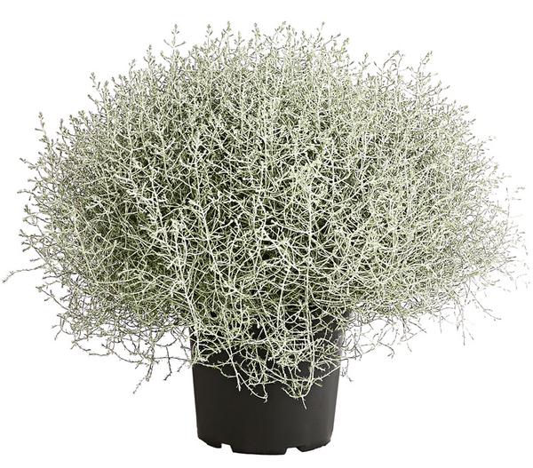 Gitterkraut