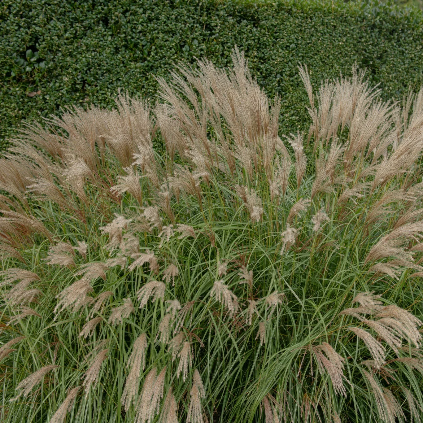 Miscanthus sinensis 'Adagio' Silkekinagras 'Adagio' Ø29 cm