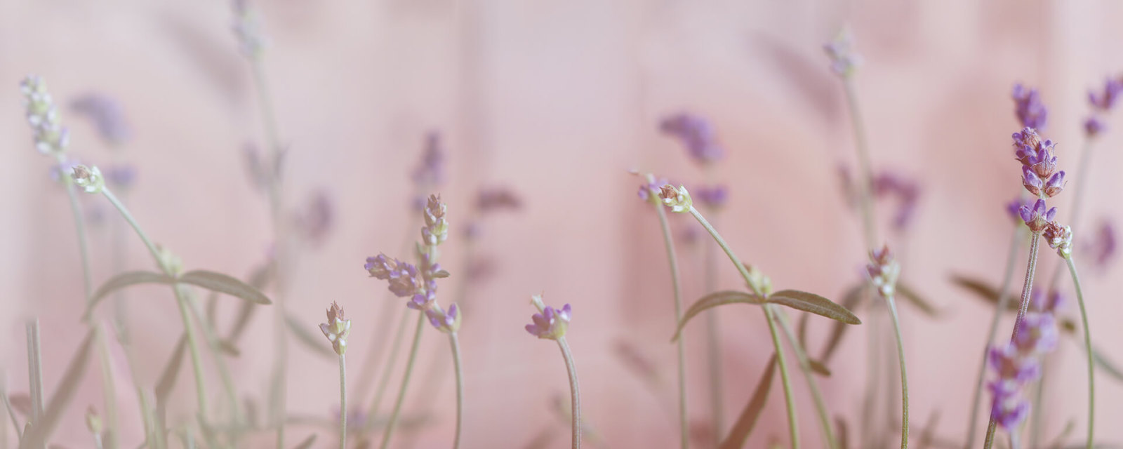 Leinwandbild LAVENDEL - lila-grau - 100x40 cm