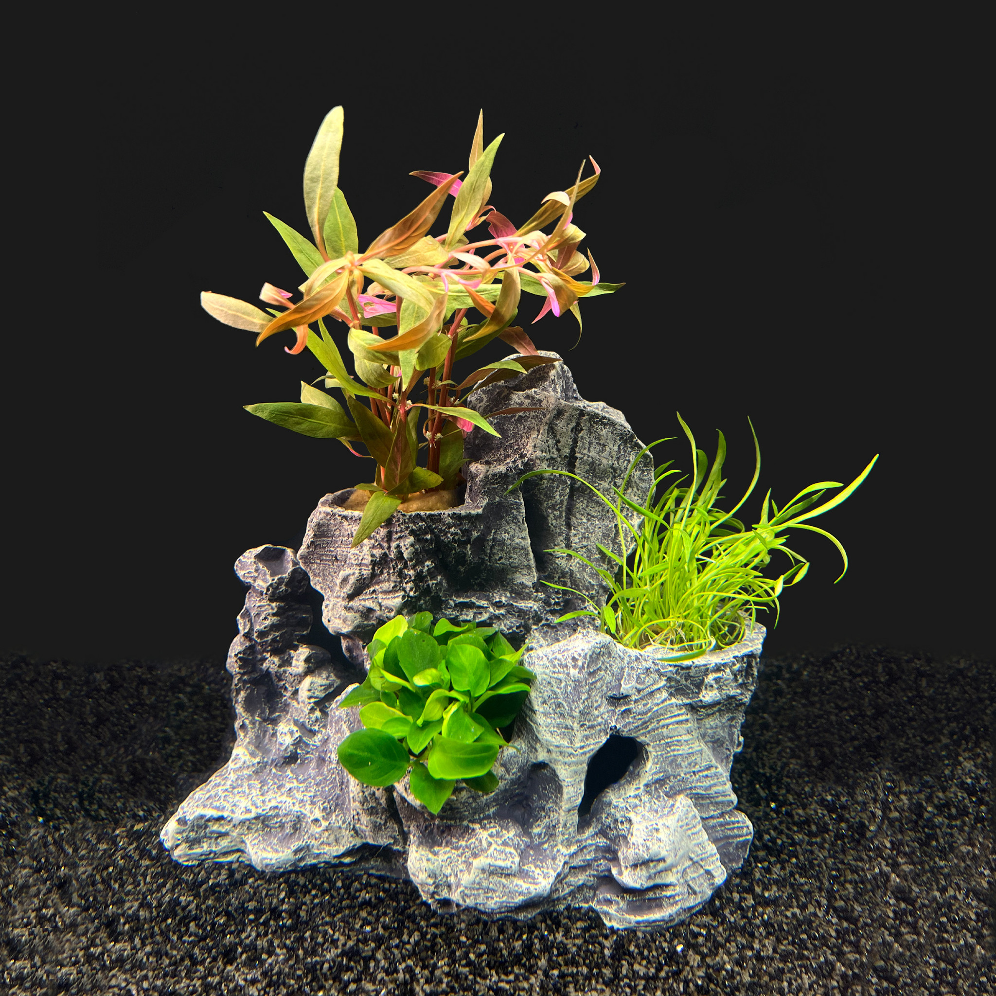 Scapers Rock Bundel  | Aquariumdecoratie Waterplanten