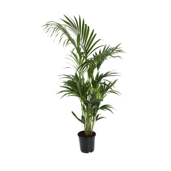 Kentia : D24H160cm