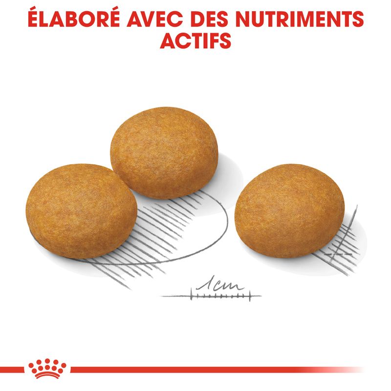 Royal Canin Maxi Dermacomfort à prix discount sur bitiba.fr