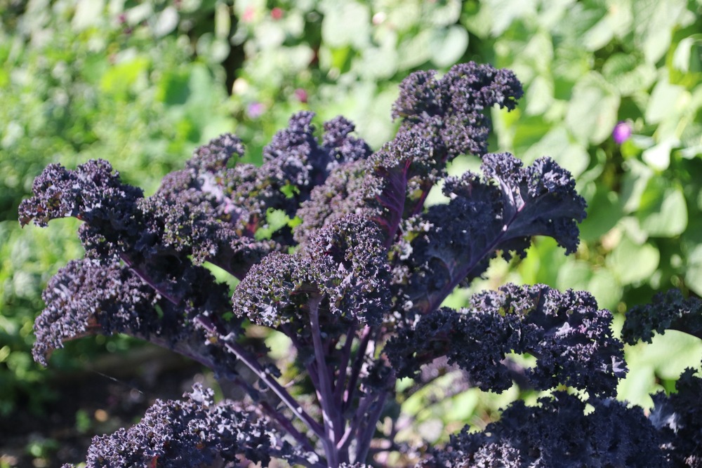 Bio - chou frisé - rouge - 50 graines - avec substrat - brassica oleracea var. Sabellica