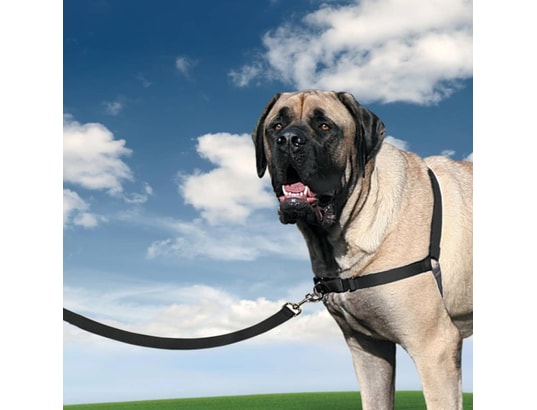 PETSAFE - Harnais de sécurité enfant Harnais pour chiens easy walk xl noir