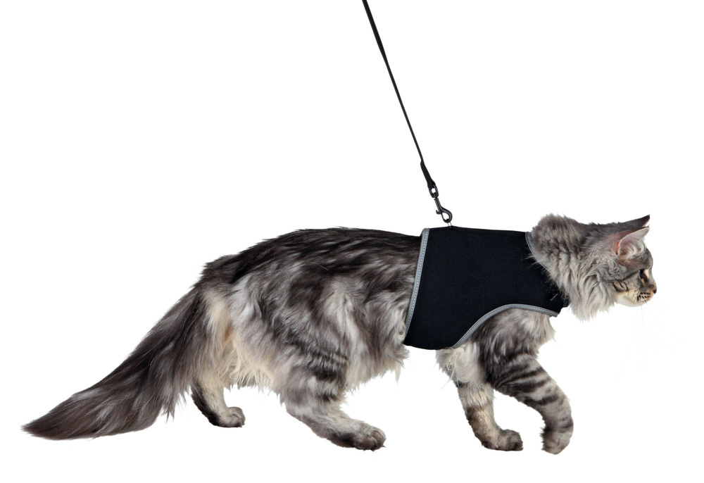 Harnais soft avec laisse chats