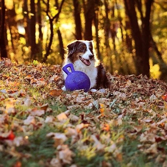 Jolly Tug-n-Toss hond 10 cm