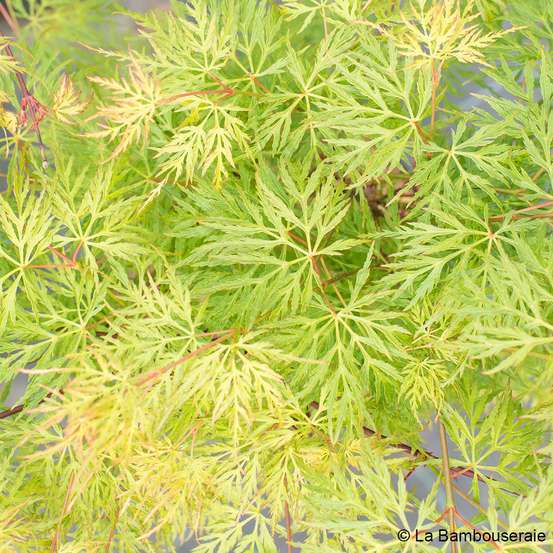 Acer dissectum Emerald Lace : C7L