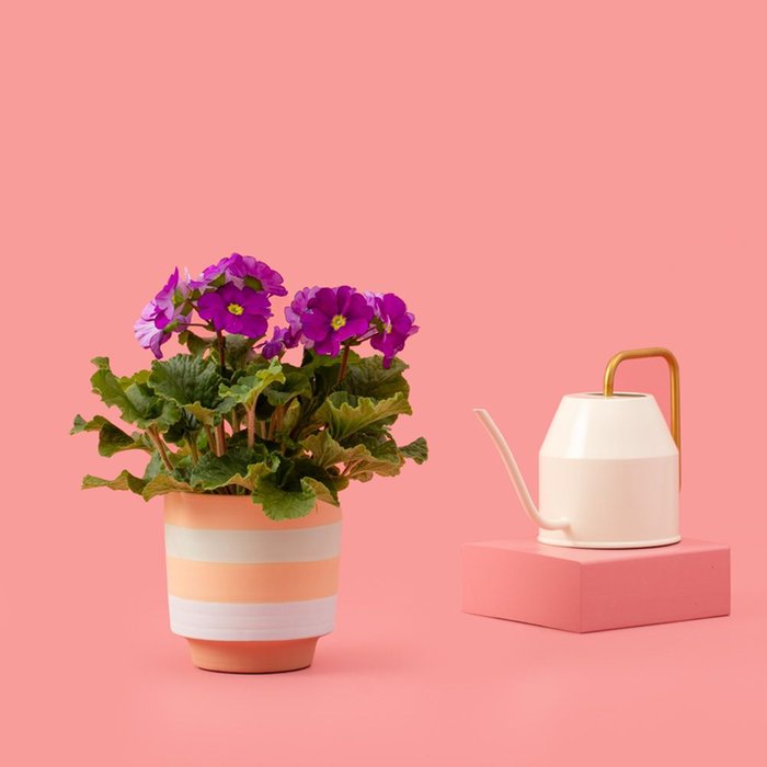 Primula plant | Incl. pot