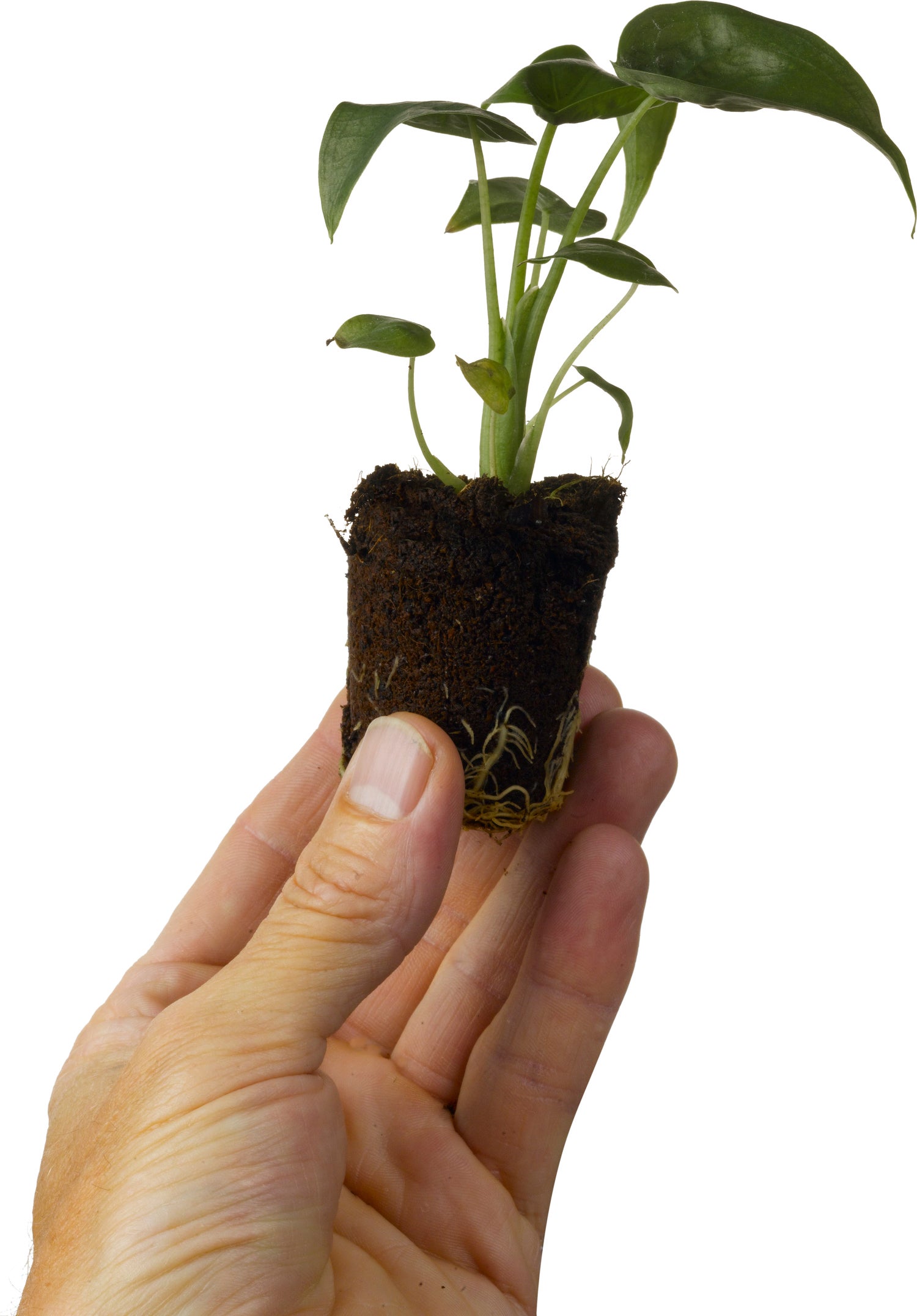 Babyplant Alocasia (Alocasia cucullata)