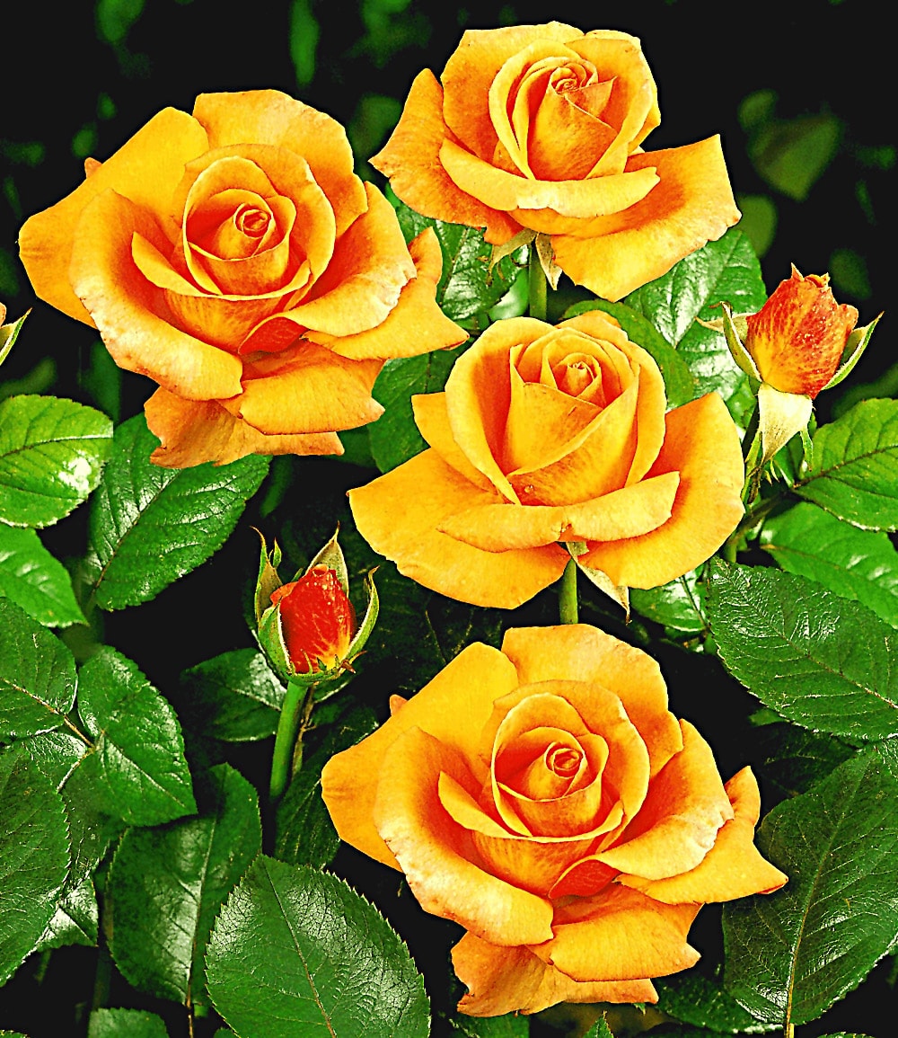 Edelrose 'Maja Oetker®'