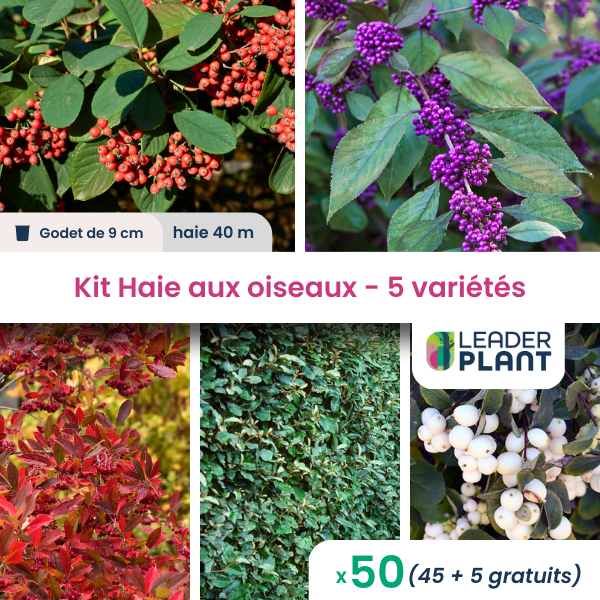 Kit haie aux oiseaux - 5 variétés - lot de 50 plants en godet