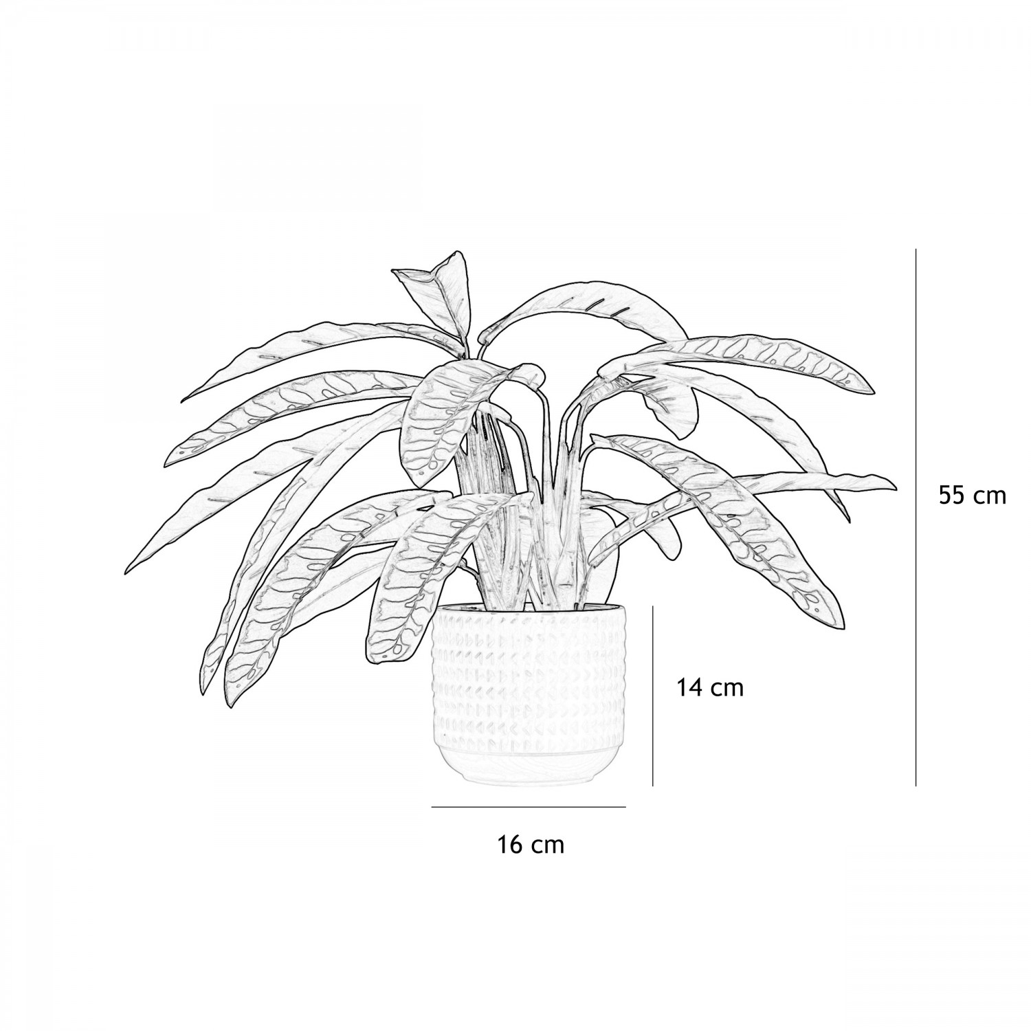 Calathea lancifolia artificiel 55cm