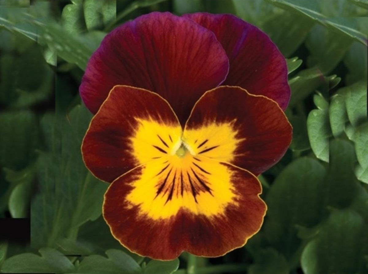 Hoornviool (Viola cornuta) sixpack rood geel D 9 H 10 cm
