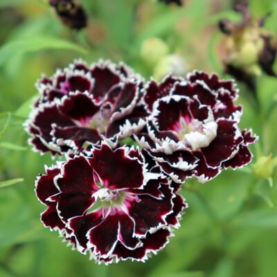 Blumensamen Duftende Blumen