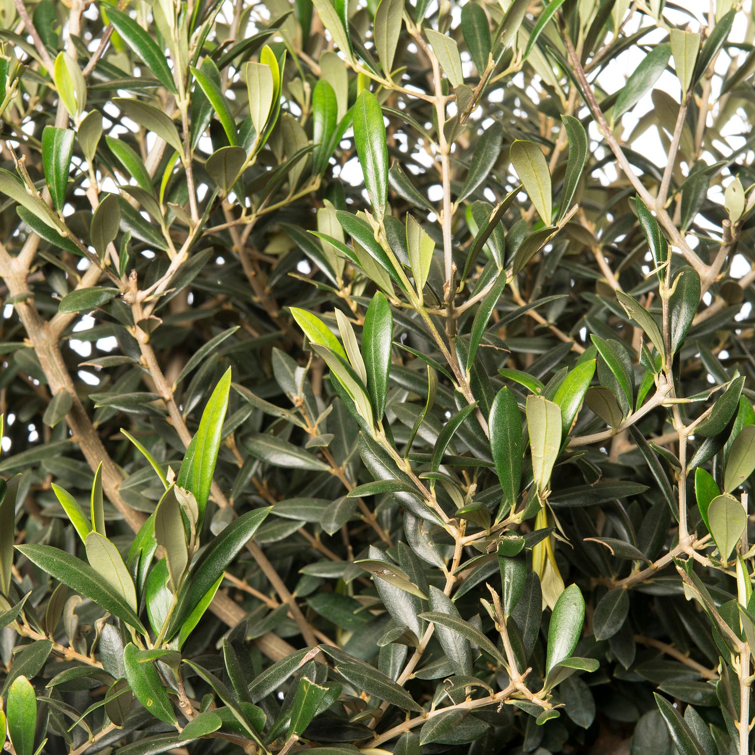 Olijfboom (Olea europaea) D 34 H 120 cm
