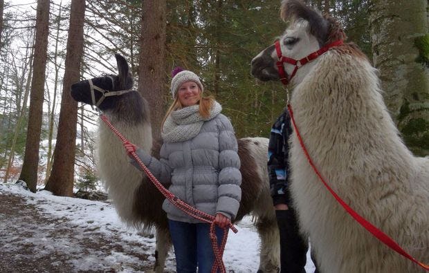 Lama-Trekking in Fuchstal als Geschenk