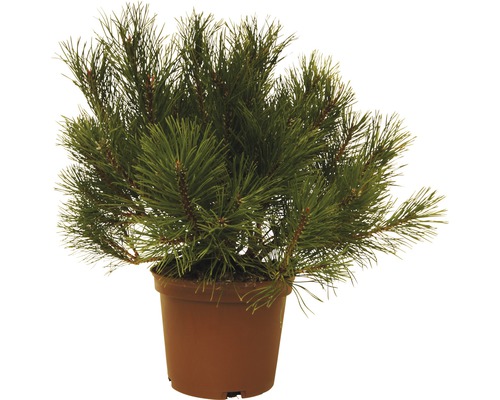 Bergden FloraSelf Pinus mugo H 15-20 cm 3 L