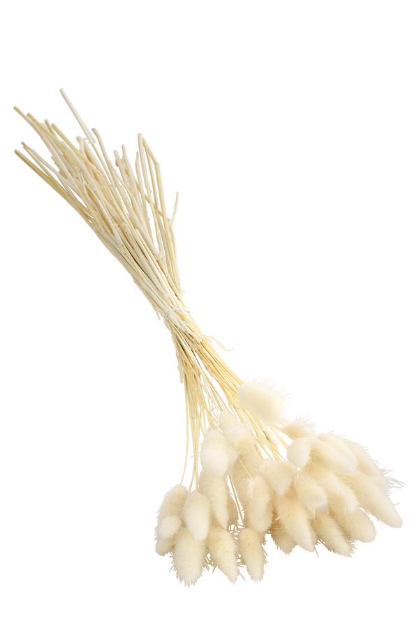 Trockenblumenbund Hasenschwanzgras, gebleicht