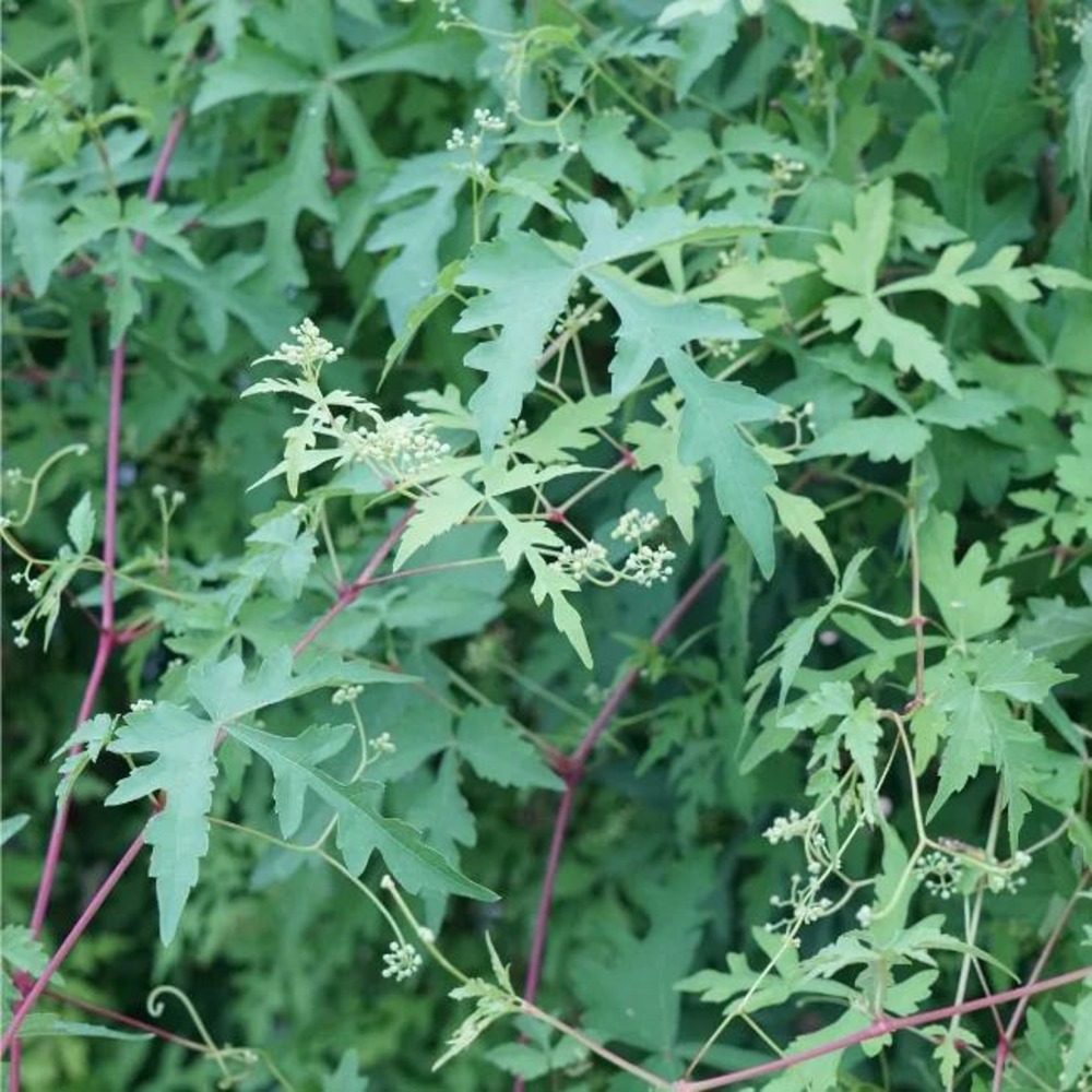 Vigne vierge aconitifolia - ampelopsis aconitifolia 3l