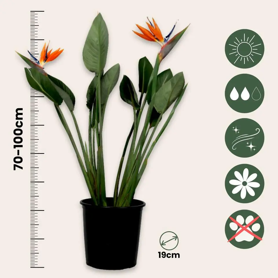 Paradijsvogelbloem - Strelitzia reginae - met bloemen - Hoogte 70-100cm - Ø19cm