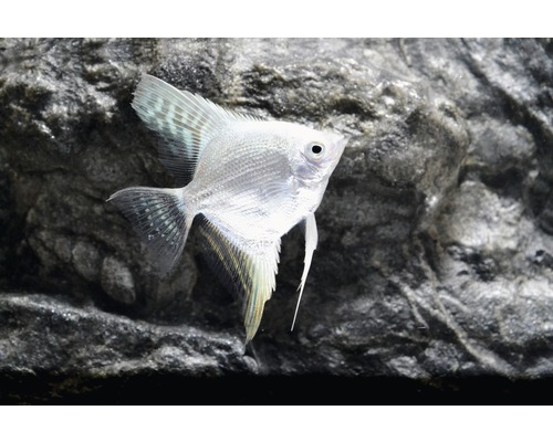 Platina-zeeëngel - Pterophyllum scalare