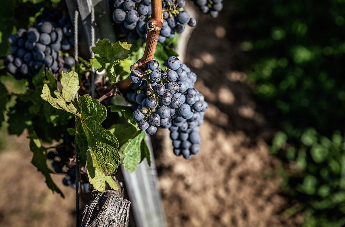 Weinbergwanderung Worms als besonderes GeschenkImydays